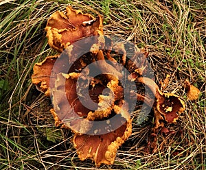 Amanita toadstool Forest mushrooms nature in autumn