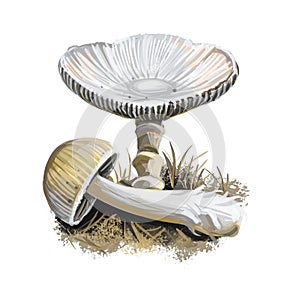 Amanita vaginata digital art illustration of grisette. Amanitaceae family mushroom ingredient vegetable with flat cap, clipart