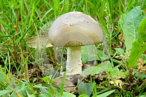 Amanita vaginata Grisette