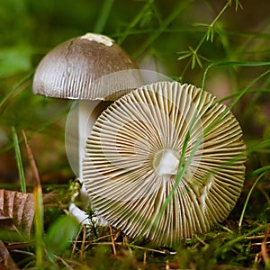 Amanita vaginata mushroom