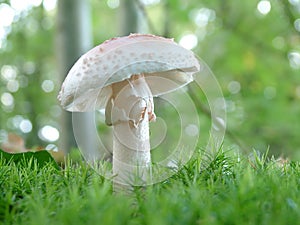 Amanita verna mushroom