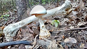 Amanita Virosa Poisonous `Destroying Angel` Mushroom