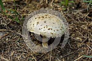 Amanita vittadinii Latin: Saproamanita vittadinii mushroom. The mushroom was given a specific name in honor of the doctor and