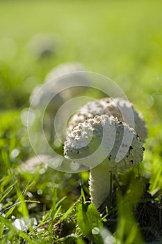 Amanita vittadinii mushroom