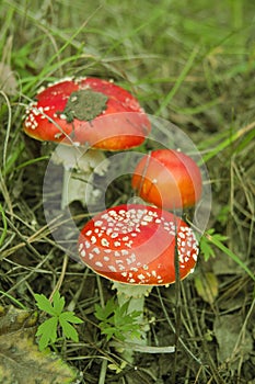 Amanita in the woods. Poisonous mushroom. Macro. Red mushroom and green grass.