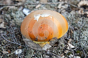 Amanite des c sars mushroom in the ground