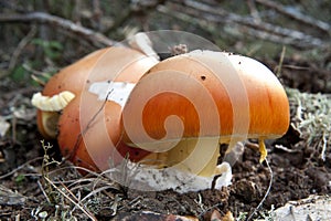 Amanite des c sars mushrooms in the ground
