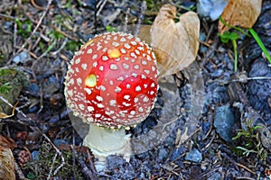 Amanite Muscaria