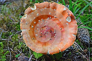 Amanite Muscaria