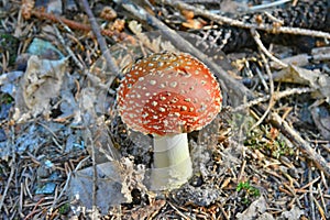 Amanite Muscaria