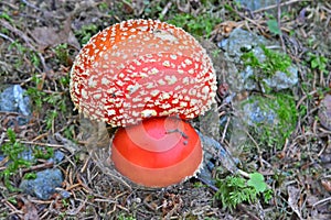 Amanite Muscaria