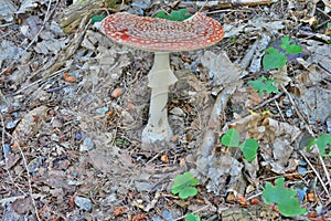 Amanite Muscaria