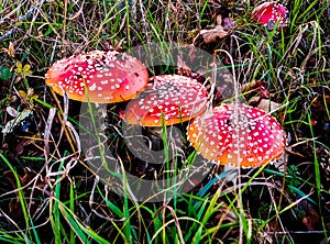 Amanite muscaria wild mushrooms