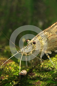 Amano shrimp.