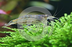 Amano shrimp