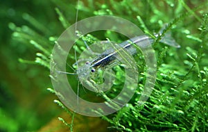 Amano shrimp