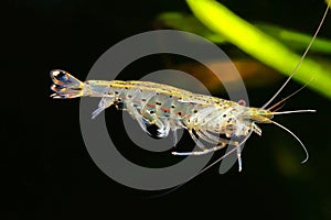 Amano shrimp