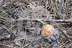 AmanÃ­ta. Amanita muscaria poisonous mushroom in a forest close