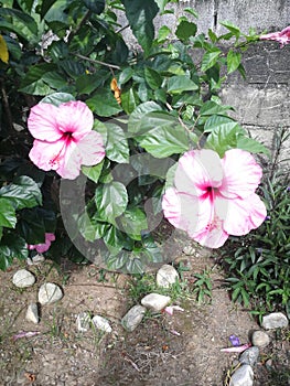Amapola flower photo