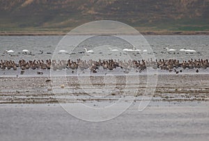 Amara lake swans and geese. photo