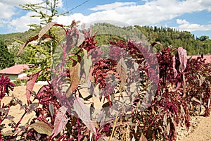 Amaranth