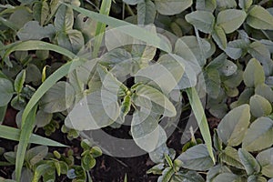 Amaranth. Amaranthus retroflexus. Annual plant. Weed