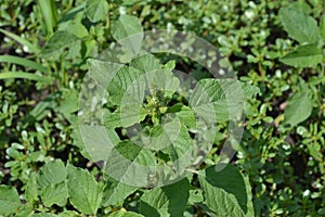 Amaranth. Amaranthus retroflexus. Annual plant. Weed