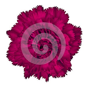 Amaranth carnation flower isolated on white background. Close-up.