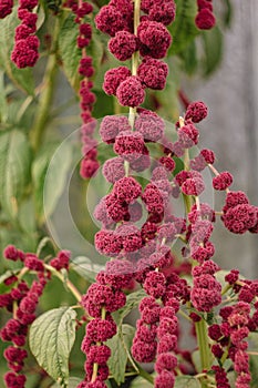 Amaranth caudatus flowers of kivich. Source Calcium, Manganese and Folate. ornamental plant. Leaves and seeds are eaten.