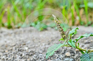 Amaranth is cultivated as leaf vegetables