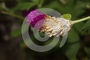 Amaranth is expiring and wilted naturally photo