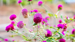 Amaranth flowers, Purple flowers