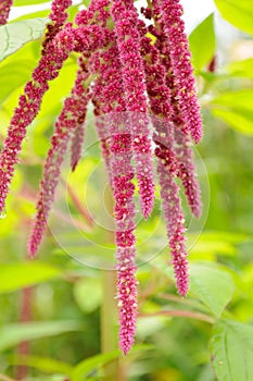 Amaranth (Love-Lies-Bleeding) photo