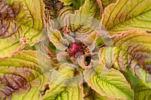 Amaranth Plant Close-Up
