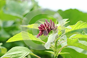 Amaranth plant in garden
