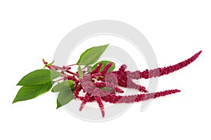 Amaranth Plant with Red Flower Seed