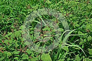 Amaranth plant, weed in upland crop