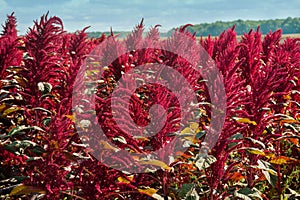 amaranth plants field on background of distant green forest under cloudy dark blue sky, agriculture, harvest and farming