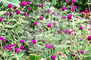 Amaranth purple-red in the garden