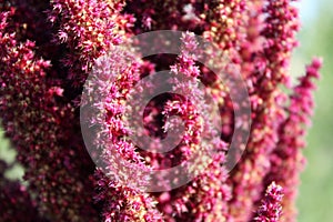 Amaranth red blooming. Autumn garden.