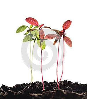 Amaranth red and green sprouts