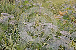 Amaranth, vegetable and broadleaf weed