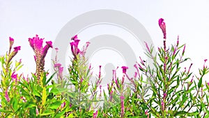 Amaranthus bireum tampala tandalia bhaji flowers