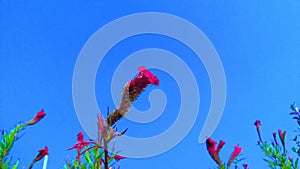 Amaranthus bireum tandalia bhaji flowers stock image