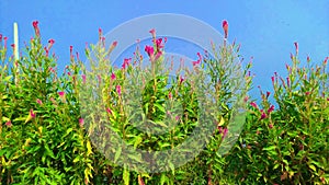 Amaranthus bireum tandalia bhaji flowers stock photo