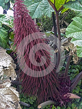 Amaranthus Caudatus flowers, known as Love Lies Bleeding.