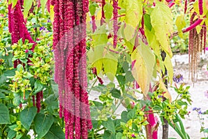 Amaranthus Caudatus flowers, known as Love Lies Bleeding. Red decorative amaranth on the street garden