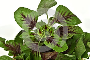 Amaranthus caudatus L., red leaf vegetables have medicinal properties.