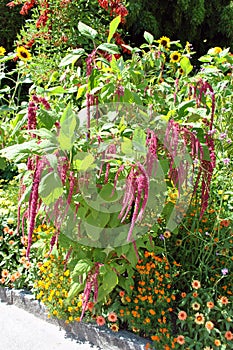 Amaranthus caudatus Queue Rouge