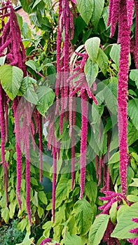 Red garden plant Love Lies Bleeding. It goes by common names such as foxtail or pendant amaranth,love-lies-bleeding